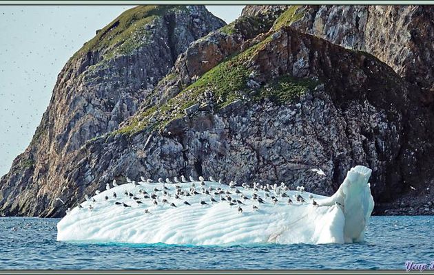 Sous-marin polaire et avec tout son équipage ailé sur le pont - Cambridge Point - Coburg Island - Baffin Bay - Nunavut - Canada