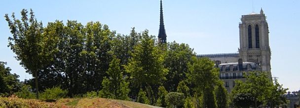 Un allié à protéger : l'arbre