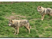 Loup gris - Canis lupus Linnaeus 1758