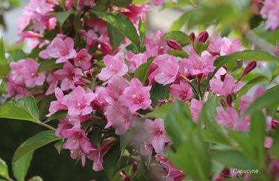 Au jardin de mai, le tour des touffes ...