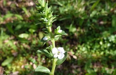 Veronica serpyllifolia  -  véronique à feuilles de serpolet