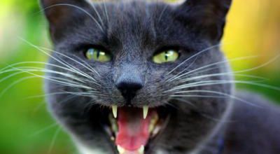Abandons massifs de chats (article Le Monde)