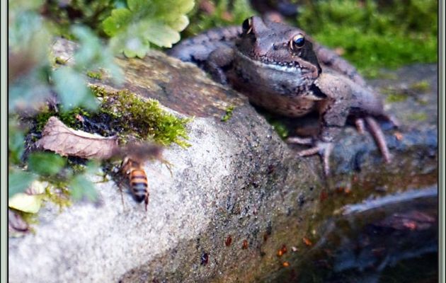 Fable : La grenouille rousse et la mouche syrphe, où la raison du plus gros est souvent la meilleure...