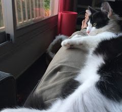 Nouvelles de la tribu d'Elinor qui a besoin d'un coup de pattes