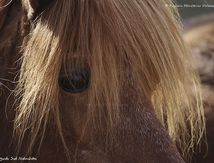 Regard de Poney Shetland...