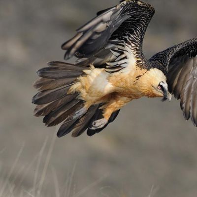Si vous passez par là 
