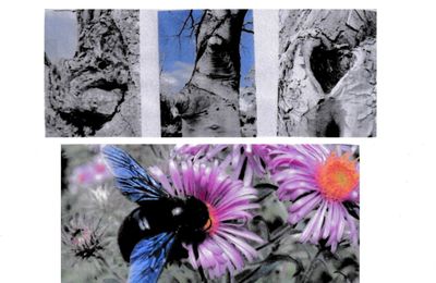  "Le monde secret des arbres", une belle exposition  de Patrick Cendrier et Jean Ponsignon a admirer salle des Bénédictines....