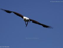 Aigle pêcheur d'Afrique ou Pygargue vocifère