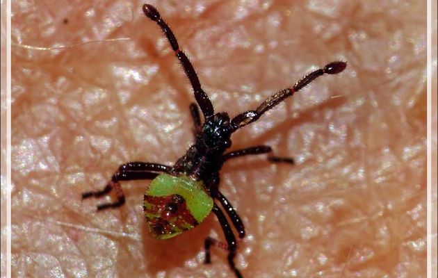 Jolie larve de punaise - Lartigau - Milhas - 31