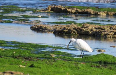 un héron blanc ... (ile de Ré)