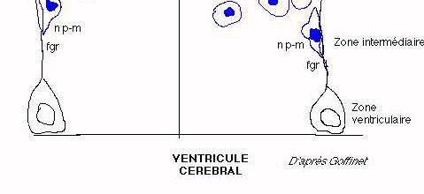 développement cortex