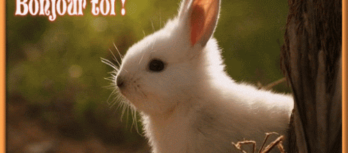 Je vous pose un lapin !