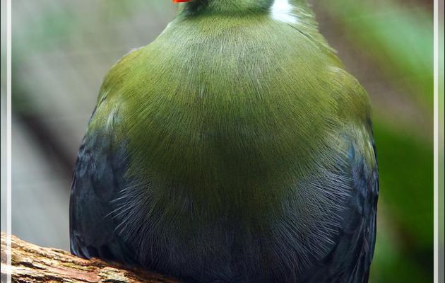 Touraco à joues blanches, White-cheeked turaco (Tauraco leucotis) - Oiseau non local (Soudan, Somalie)  - Parque das Aves - Foz do Iguaçu - Brésil