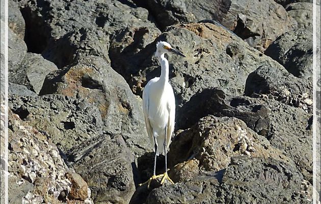 Aigrette dimorphe, Dimorphic Egret (Egretta dimorpha) - Presqu'île de Nosy Tsarabanjina - Archipel des Mitsio - Madagascar