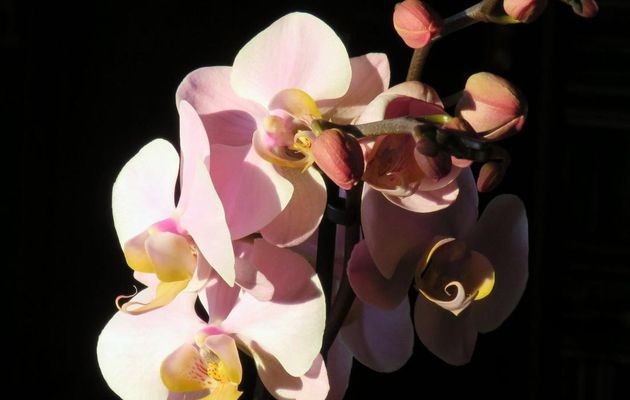 orchidée sur fond noir !