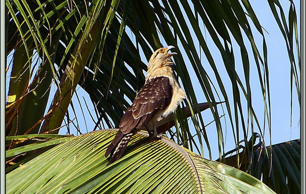 Images du Panama transférées depuis mon ancien blog