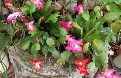 EB - Mes cactus de Noël en fleurs - novembre 2024...