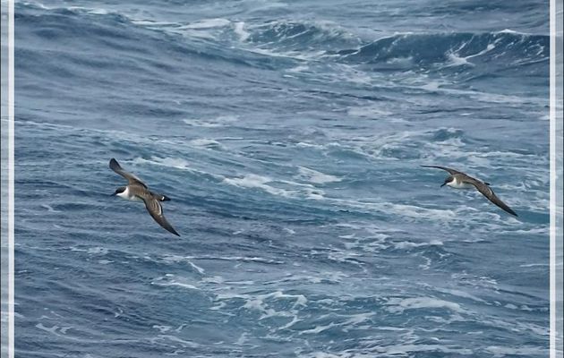 Observation d'oiseaux entre Tristan da Cunha et Le Cap : Puffins majeurs ou Grands puffins, Great shearwater (Ardenna gravis)