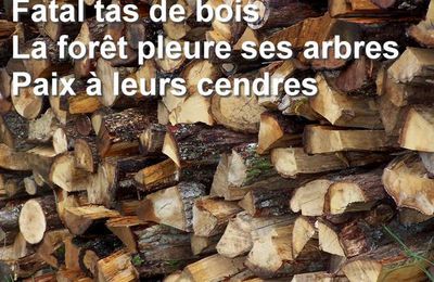 Haïku : Bois...