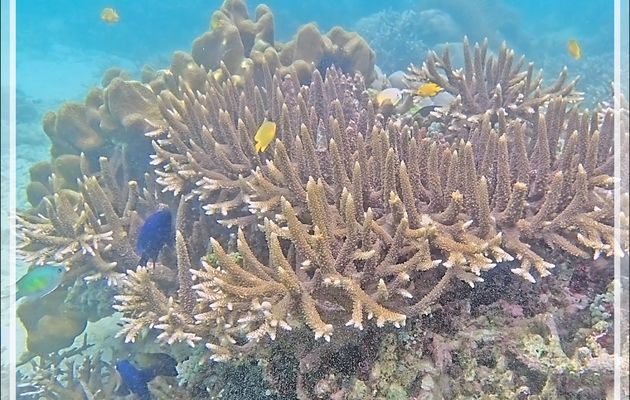 Snorkeling à Triton Bay : déjà 1 heure ! Il faut terminer cette magnifique balade sous-marine au milieu de ce jardin multicolore, superbe malgré une eau un peu chargée à cause d'une houle et d'un courant pas du tout négligeables - Papua Barat - Papouasie - Indonésie