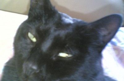 je vous présente SHEILA le chat des Baléares