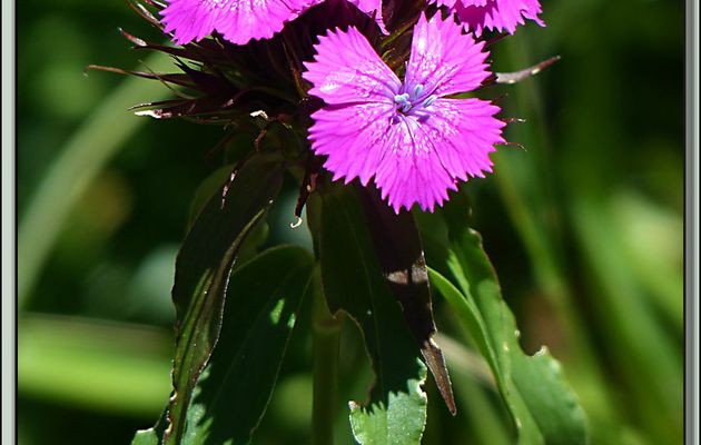 Œillet barbu ou Œillet de Girardin (Dianthus barbatus) - Plateau de Beille - Les Cabannes - 09