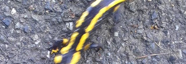  une  salamandre 