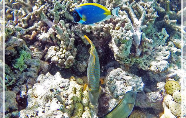  Snorkeling : Poisson-chirurgien à poitrine blanche, Chirurgien poudré, Powderblue surgeonfish (Acanthurus leucosternon) - Moofushi - Atoll d'Ari - Maldives