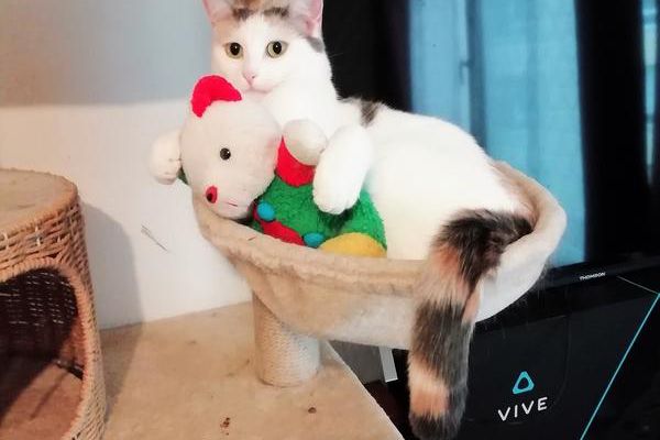 Les chats....