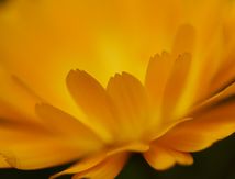 Du soleil au Jardin