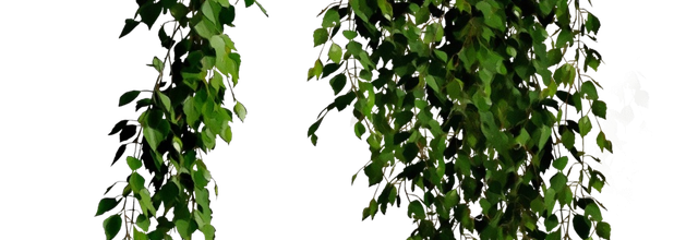 ѼVegetation