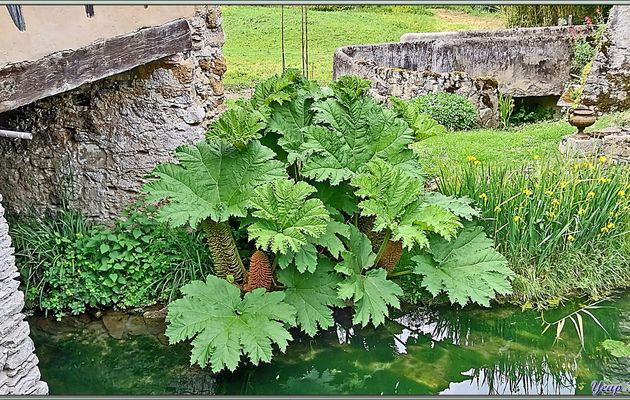 Nalca ou Pangue, Rhubarbe géante du Chili (Gunnera tinctoria) - Moulin de Montespan - 31