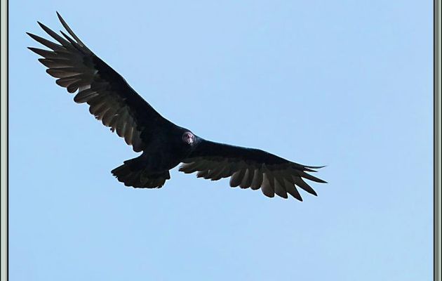 L'ultime nettoyeur: l'Urubu à tête rouge (Cathartes aura) en plein vol - Volunteer Point - Falkland Islands, Iles Malouines, Islas Malvinas