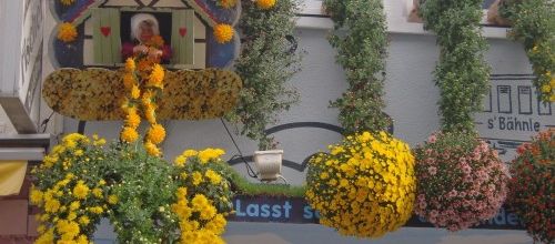 les floralies de chrysanthèmes