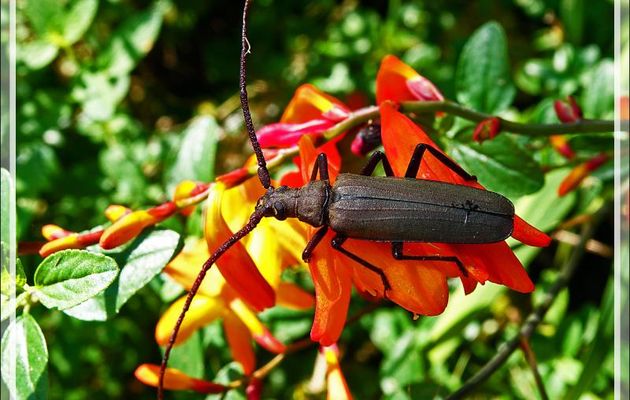 Longicorne Aegosome scabricorne (Aegosoma [Megopis] scabricornis) mâle - Lartigau - Milhas - 31 -