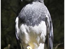 Buse aguia - Geranoaetus melanoleucus - Black-chested Buzzard 
