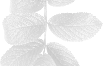 Ѽ Vegetation