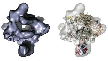 La transcription de l'ADN en ARN: mode d'emploi