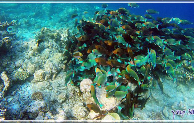 Banc de Poissons perroquets à gorge verte, Singapore parrotfish or Green-face parrotfish (Scarus prasiognathos) - Snorkeling à Thudufushi - Atoll d'Ari - Maldives
