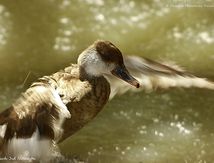 Nette rousse ♀
