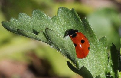 "Pas un temps de coccinelle !"