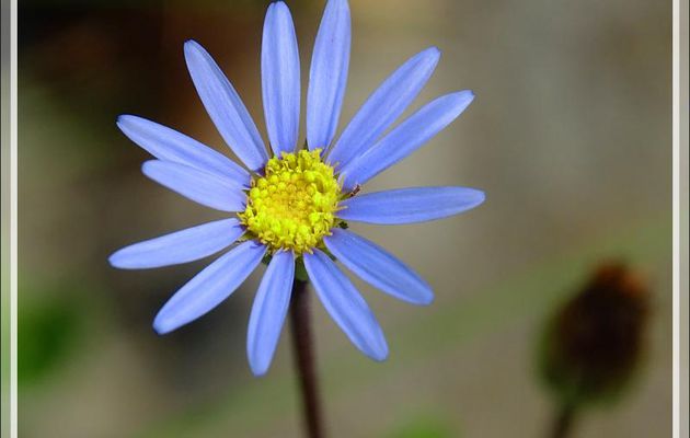 Marguerite du Cap, Aster du Cap, Pâquerette bleue du Cap, Blue felicia bush, Bloumagriet, Blou-astertjie (Felicia amelloides) - Camps Bay - Cape Town - Afrique du Sud