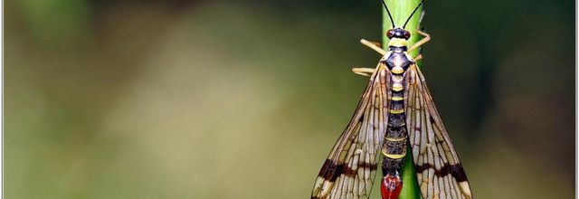 Mouche Scorpion (2) - Panorpe / Panorpa