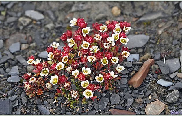 En premier, un peu de botanique aux alentours de la plage - Diskobukta - Edgeøya - Svalbard - Norvège