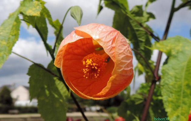 une fleur mystère ?