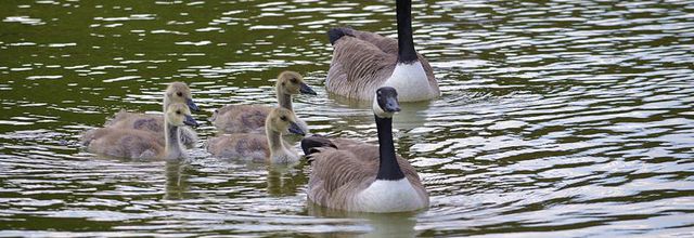 Parc Floral de Paris : Naissances de petites Bernaches du Canada  ... Suite