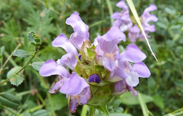 une jolie fleur !