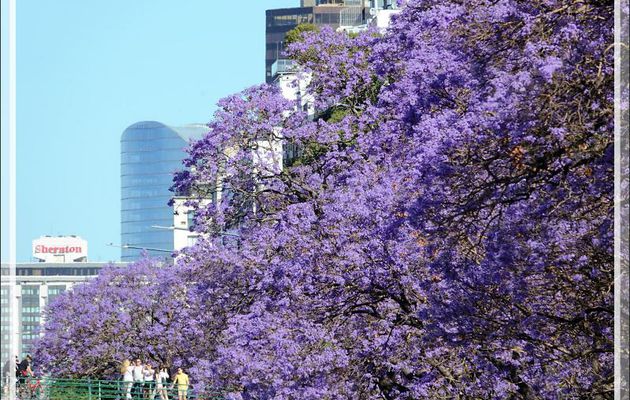 Des fleurs naturelles (Jacarandas) à la fleur artificielle (Floralis Genérica) née d'acier et d'aluminium sur socle de béton puis assaisonnée de techniques modernes - Buenos Aires - Argentine
