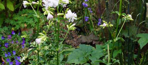Saponaire officinale