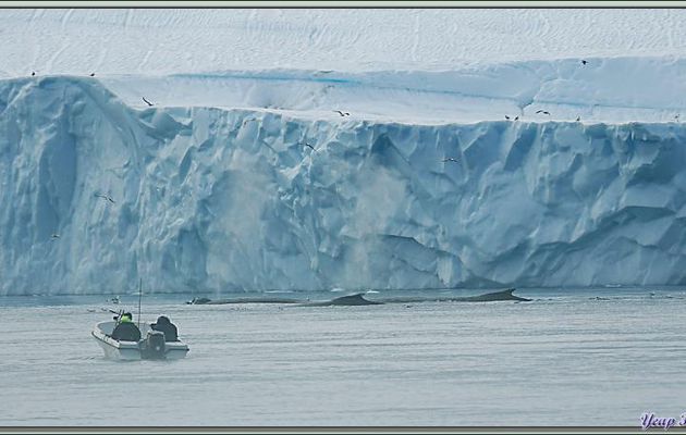 Plusieurs baleines à bosses (mégaptères) font des va-et-vient le long des icebergs - Baie de Disko - Groenland